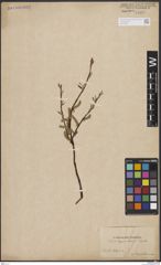 Foto von Salix boganidensis Trautv.